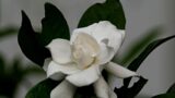 ケサランパサランとアザミの違いって何 植物の時間
