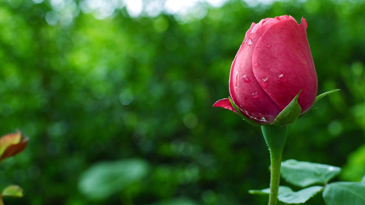 バラの花の蕾 つぼみ が開かない原因と対策について 植物の時間