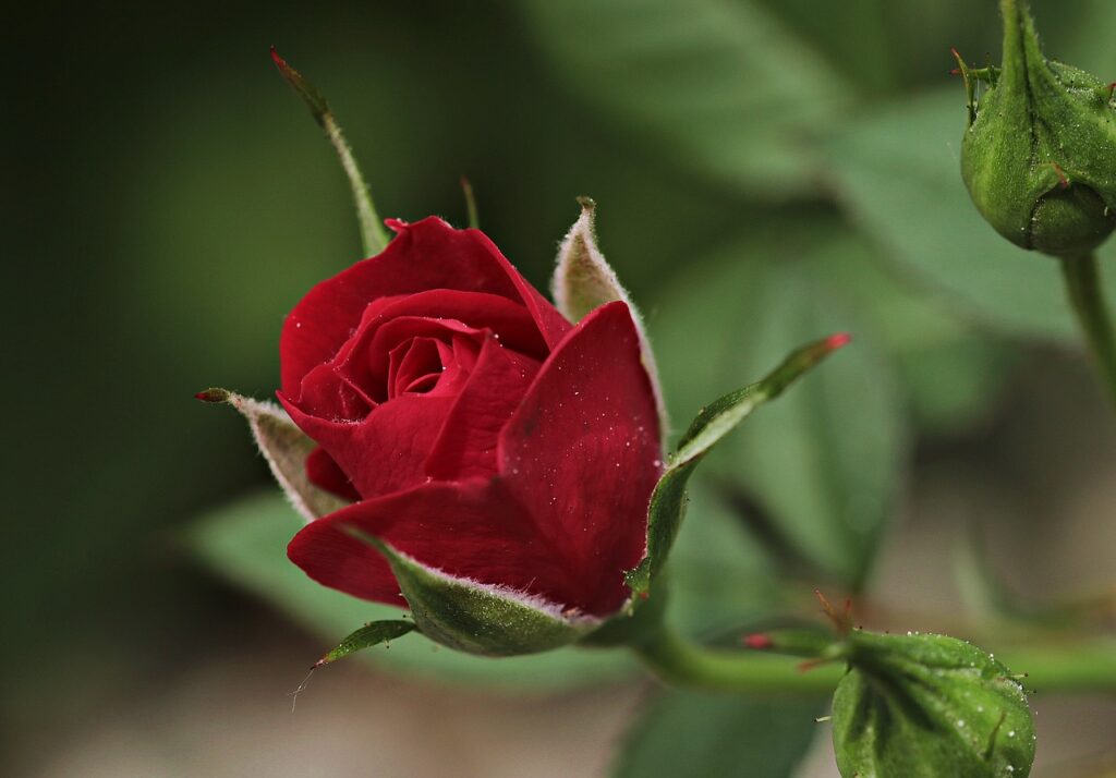 バラの花の蕾 つぼみ が開かない原因と対策について 植物の時間